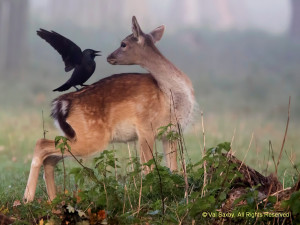 Deer & the Jackdaw(c)